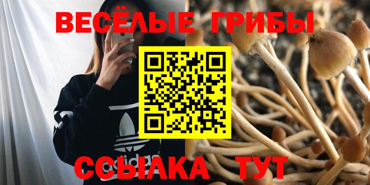 Петровск  Псилоцибиновые грибы Psilocybe  Вход с VPN  Галлюциногенные грибы MAGIC MUSHROOMS 